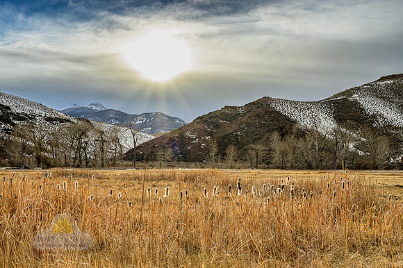 Cattails