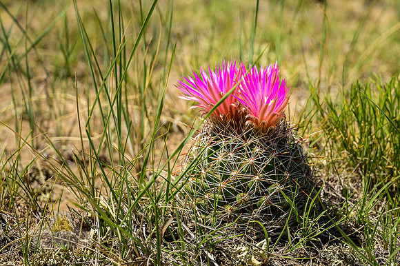 Dry Prairie Beauty
