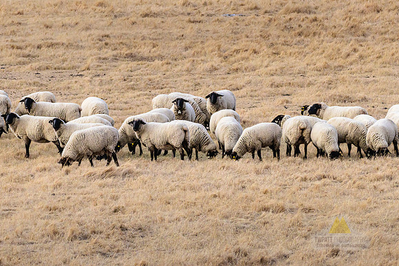 Wooly Wooly's