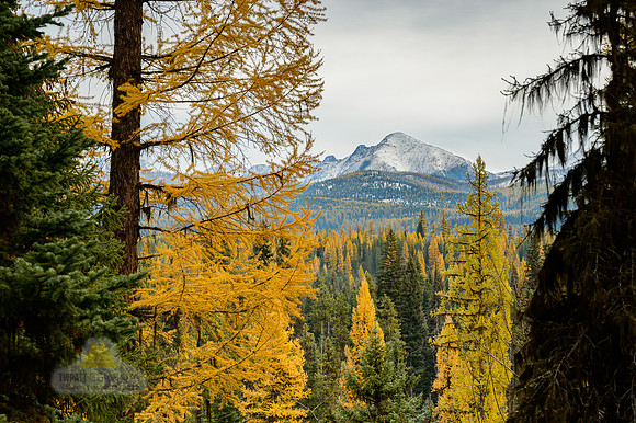 Seasonal Gold