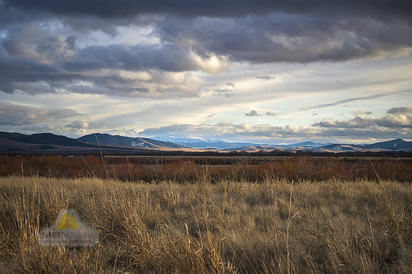 Golden Grasses