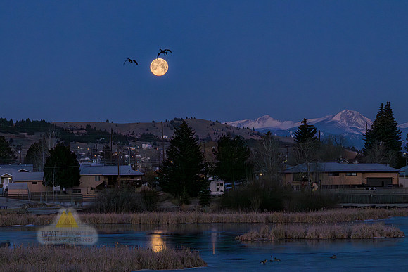 Fly By the Light of the Moon