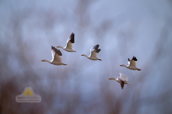 Five a'flying