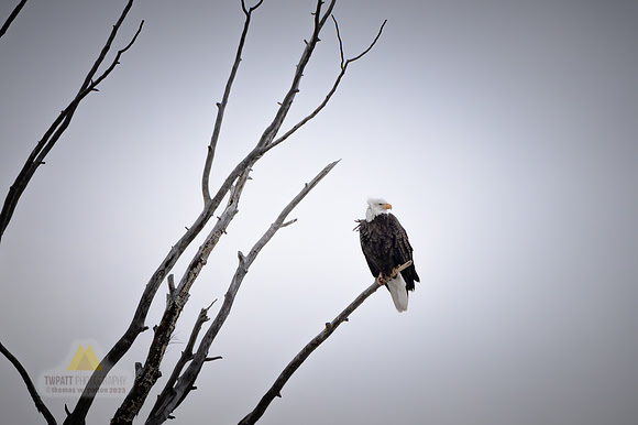 Bird in a Tree