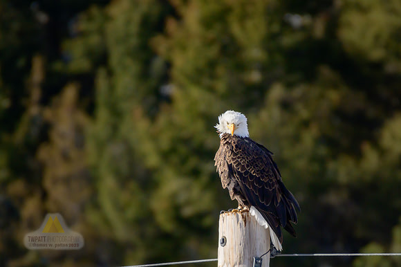 Eagle-ittude