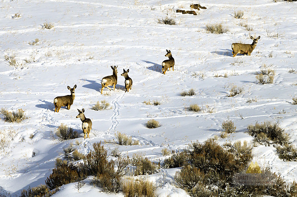 Mulies a'Moving