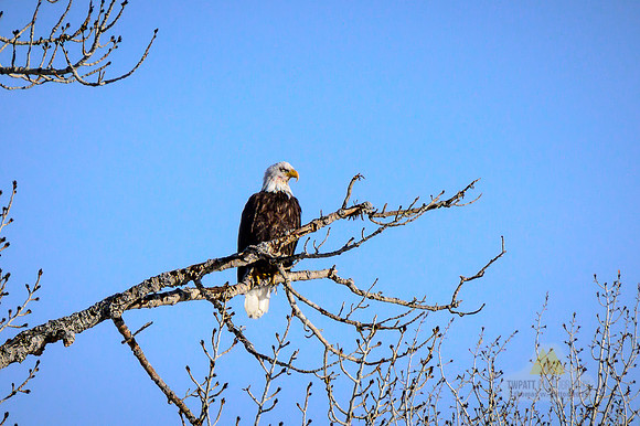 Blue Sky Bird