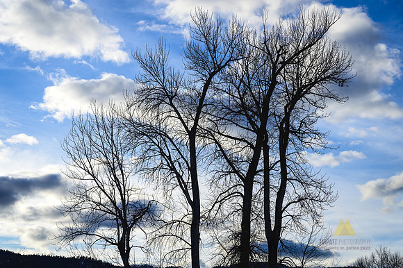 Awaiting the Spring