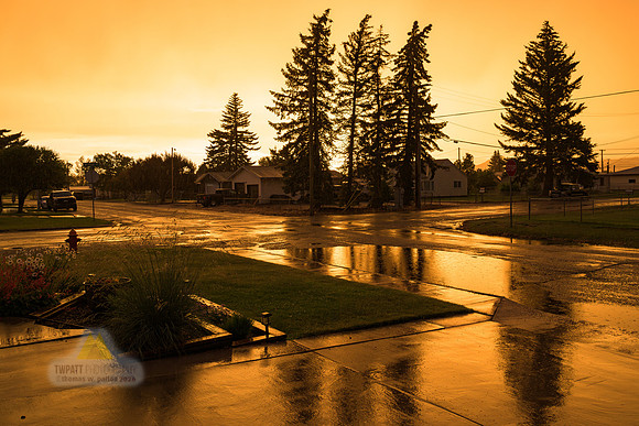 Golden Glow