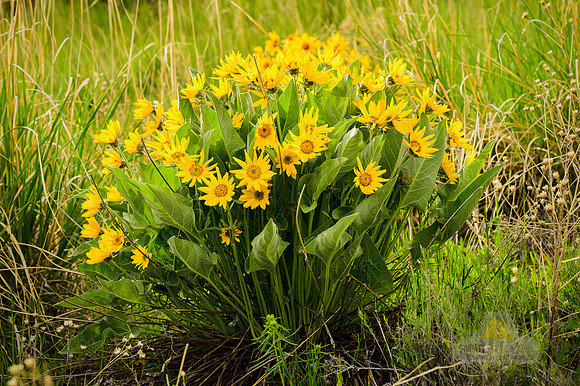 Spring Bouquet