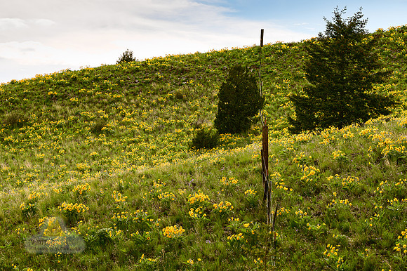No Borders