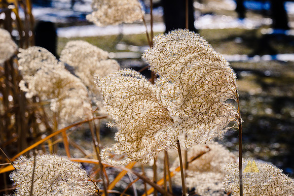 Spring/winter Beauty