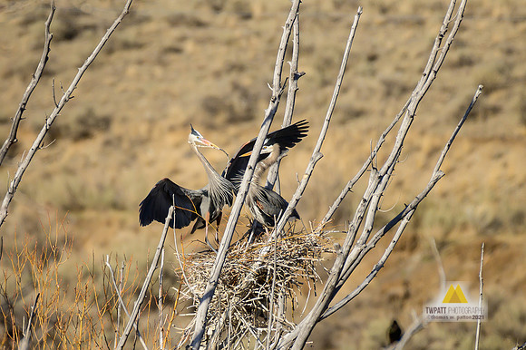 Courtship