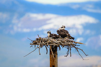 Wildlife
