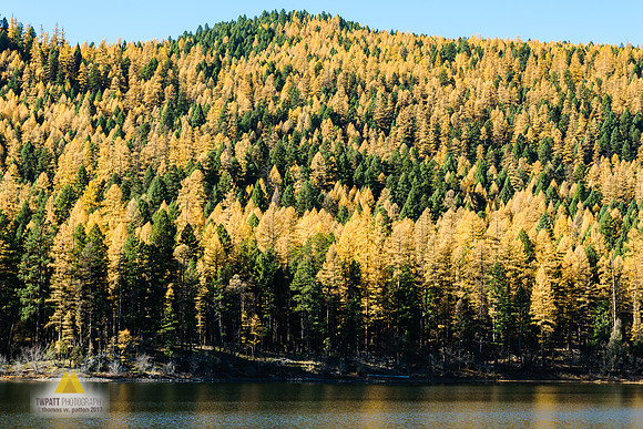Golden forest