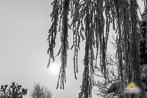 Not a branch missed