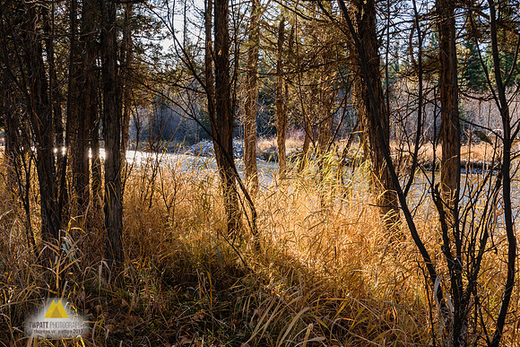 Junipers along the North Fork