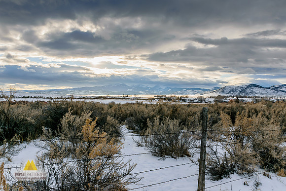 Winter Sage