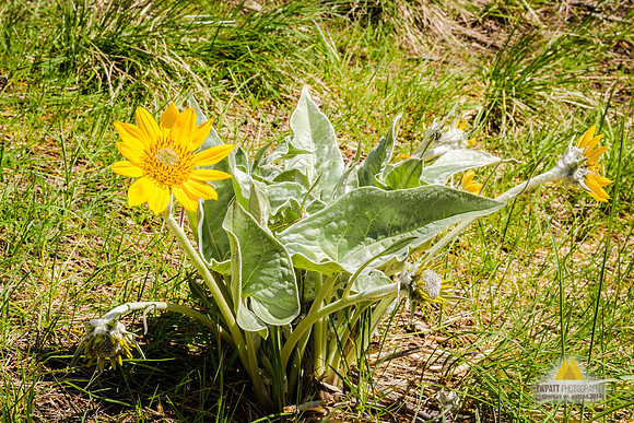 Arrowleaf Balsamroot