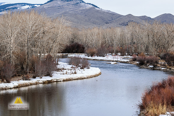 Red Willows and Rusty-Topped Aspens