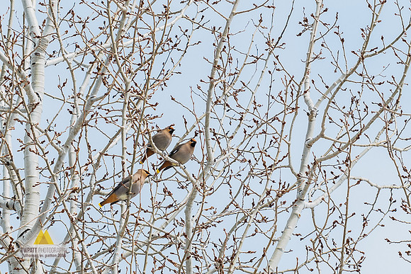 Signs of Spring