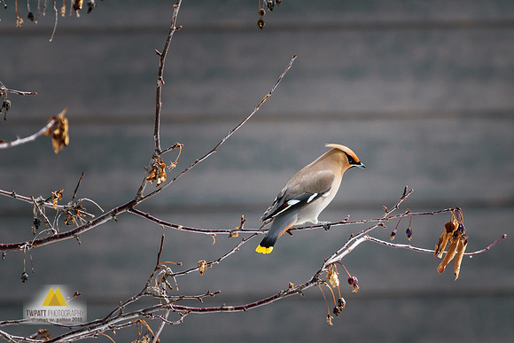 Bohemian Waxwing