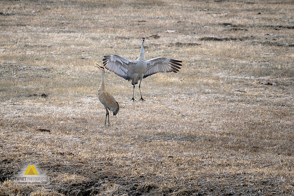 Dancing Sandhills II