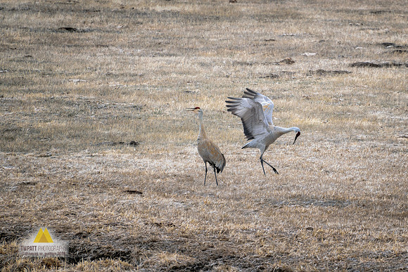 Dancing Sandhills III