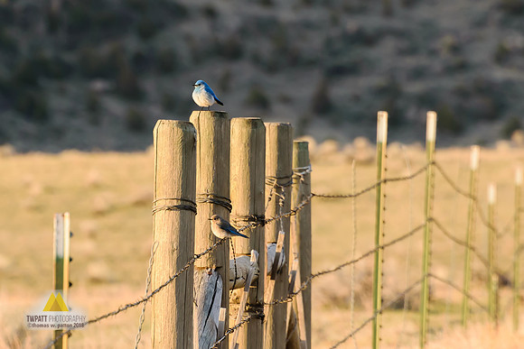 Greeting the day