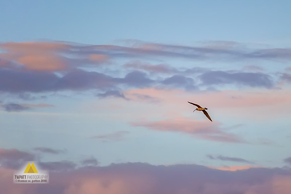 Free flight