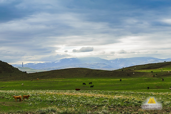 Spring Grazing