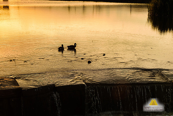 Evening at the Falls