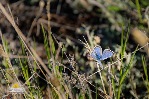 Spring Azure