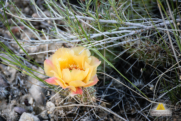 Prickly Pear