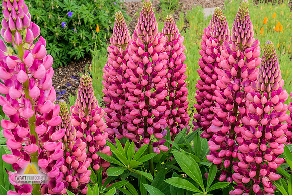 Lupine Spendor
