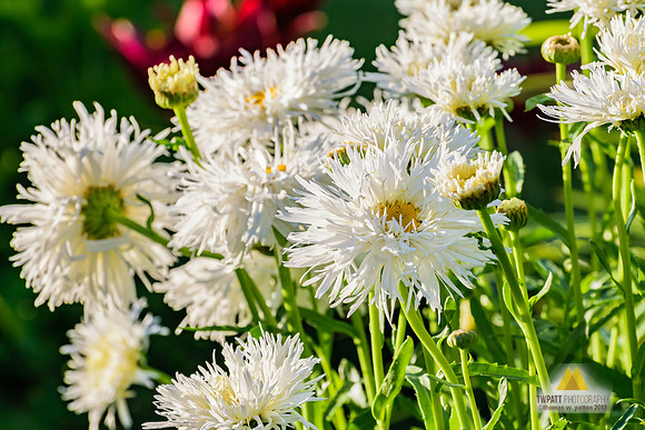 Crazy Daisies 2018