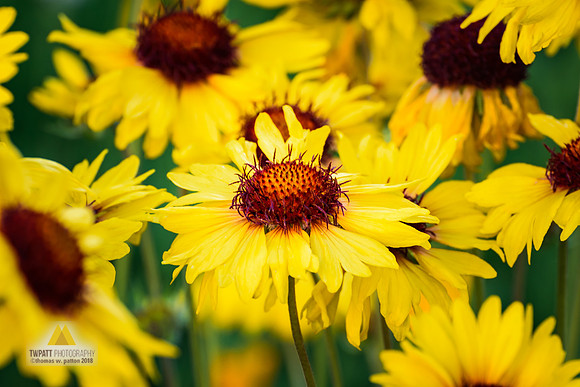 Gaillardia Crowd