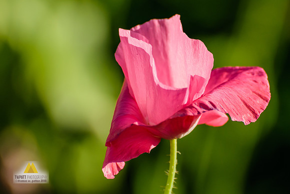 Solitary Poppy