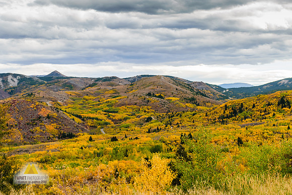 Aspens