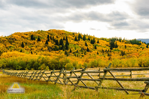 Golden Hills