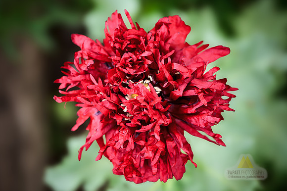 Late Bloomer