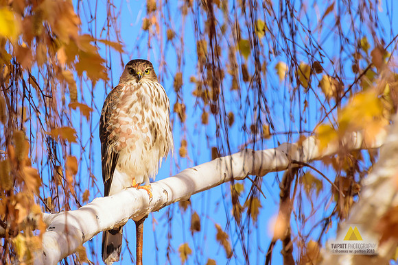 Fall Visitor II