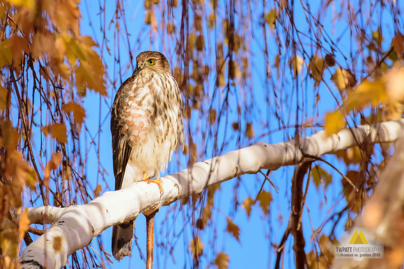 Fall Visitor I