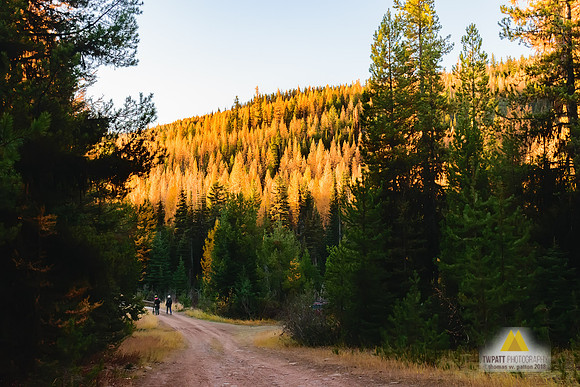 Fall Walk
