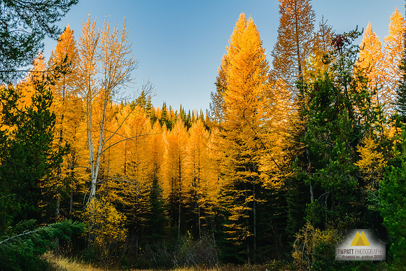 Golden Grove