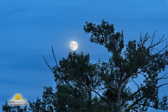 Rookery Moon