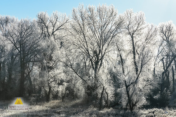 Ice Woods
