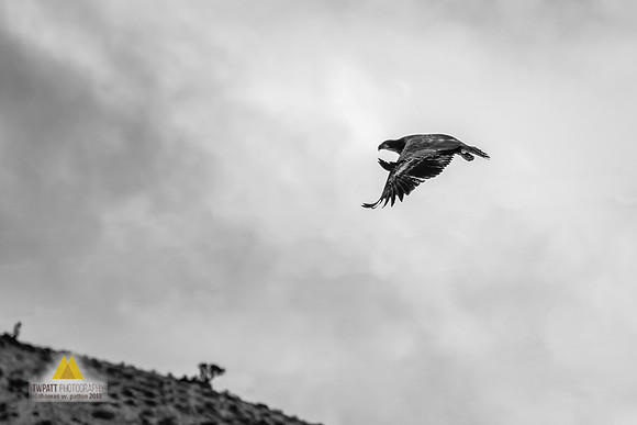 Winter Flight