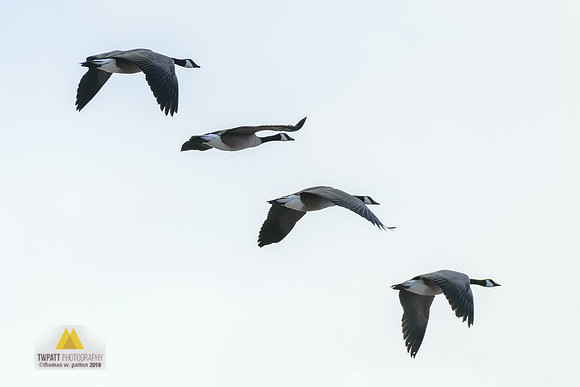 Four Geese A-flyin'