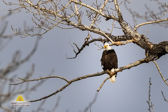 Bald Eagle